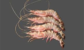 Sea Tiger Shrimp